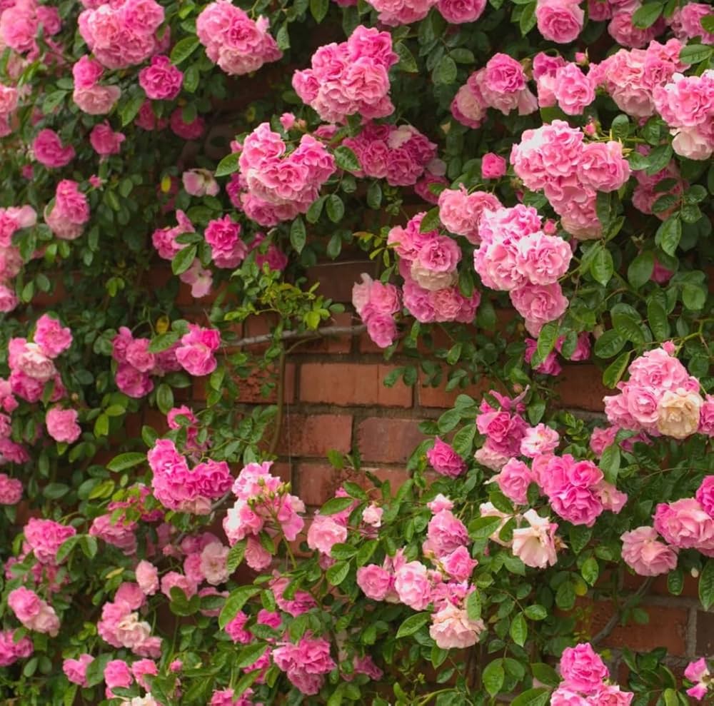 Climbing Rose Multi-Color Flower - for planting in home garden